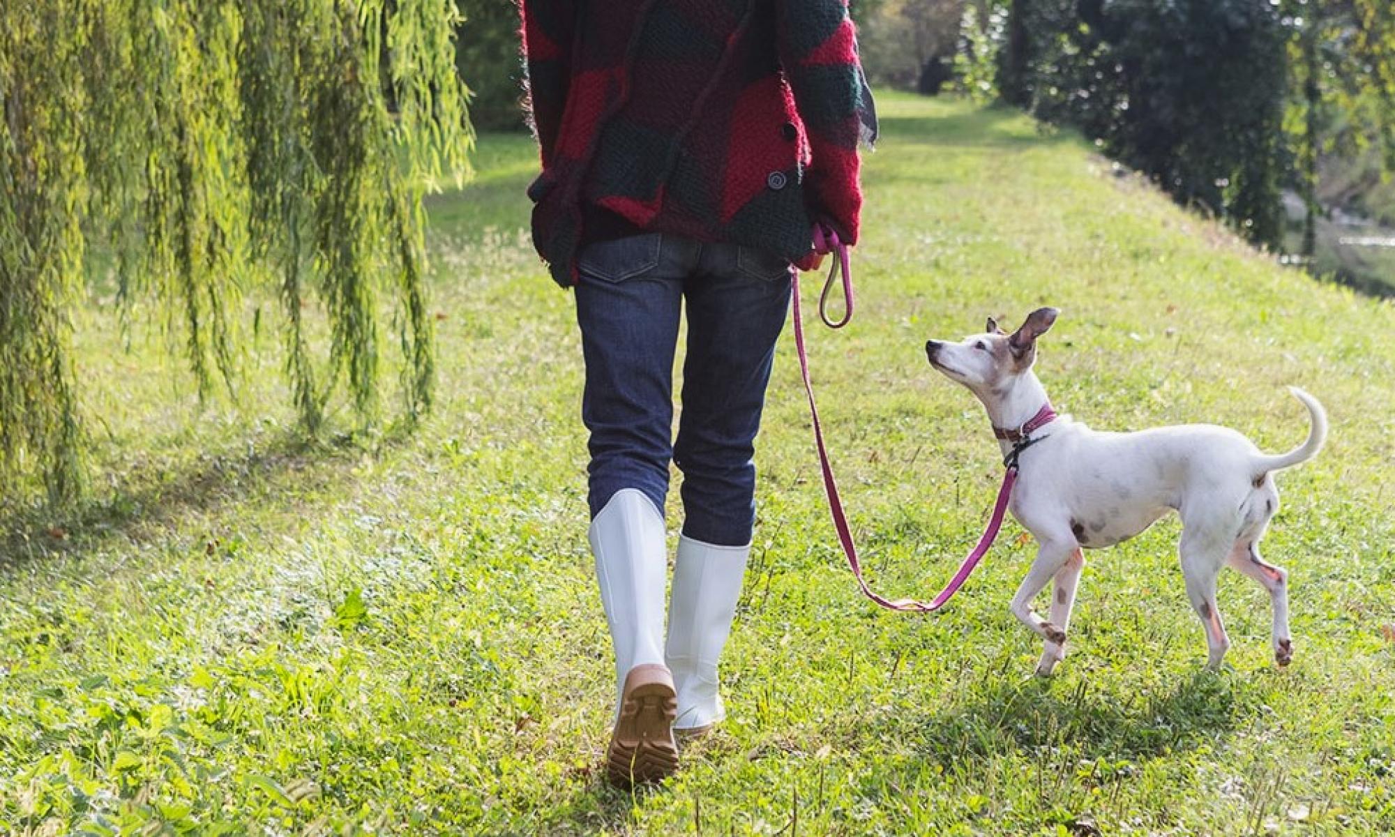 Stivali Da Pioggia Donna In Gomma Con Stampa Teschi E Zampa Di Cane - Alti E Regolabili